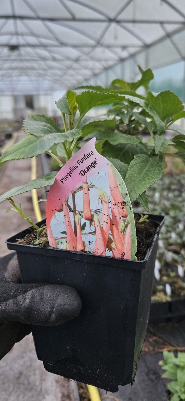 Phygelius x rectus' Funfare Orange' 3 Phygelius x rectus' Funfare Orange'
