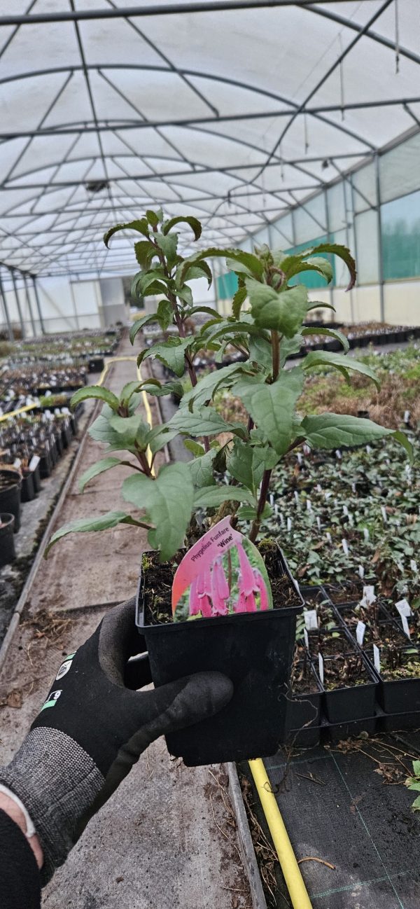 Phygelius x rectus 'Funfare Wine' Phygelius x rectus 'Funfare Wine'