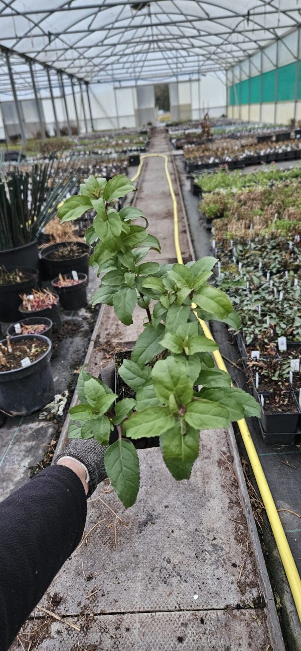 Phygelius x rectus 'Funfare Wine'2 Phygelius x rectus 'Funfare Wine'