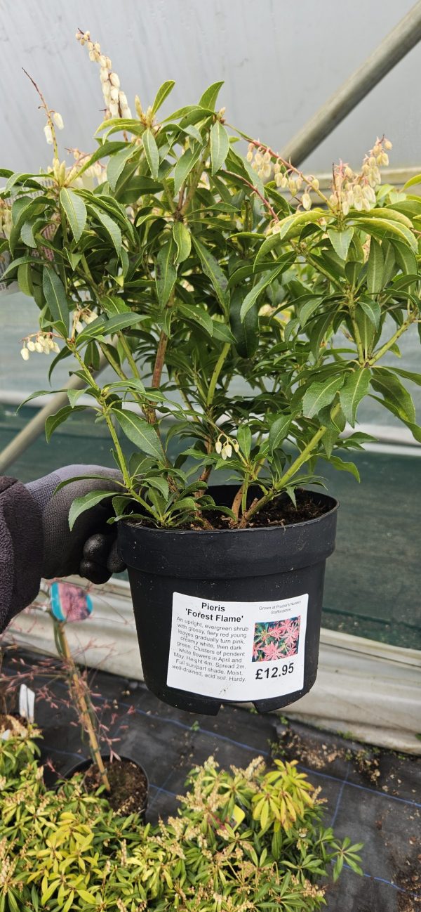 Pieris 'Forest Flame' Pieris 'Forest Flame'