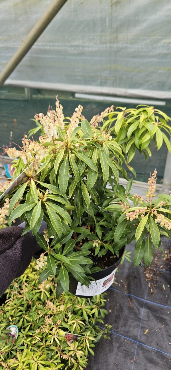 Pieris 'Forest Flame'2 Pieris 'Forest Flame'