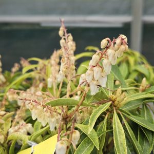 Pieris 'Forest Flame'
