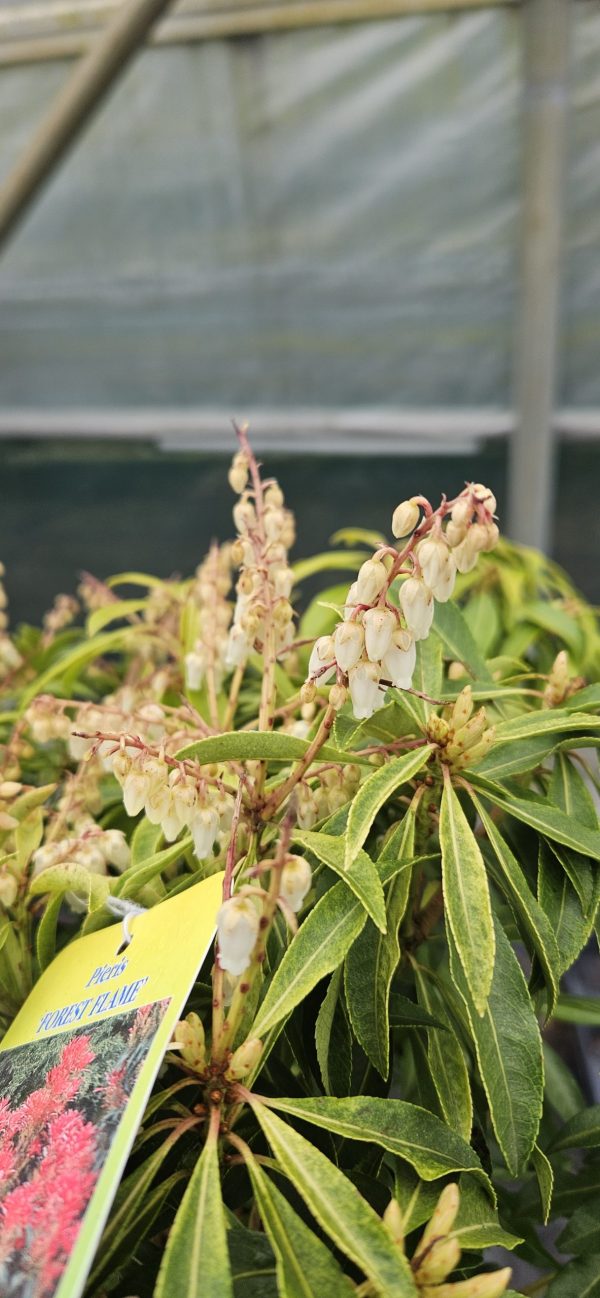 Pieris 'Forest Flame'3 Pieris 'Forest Flame'
