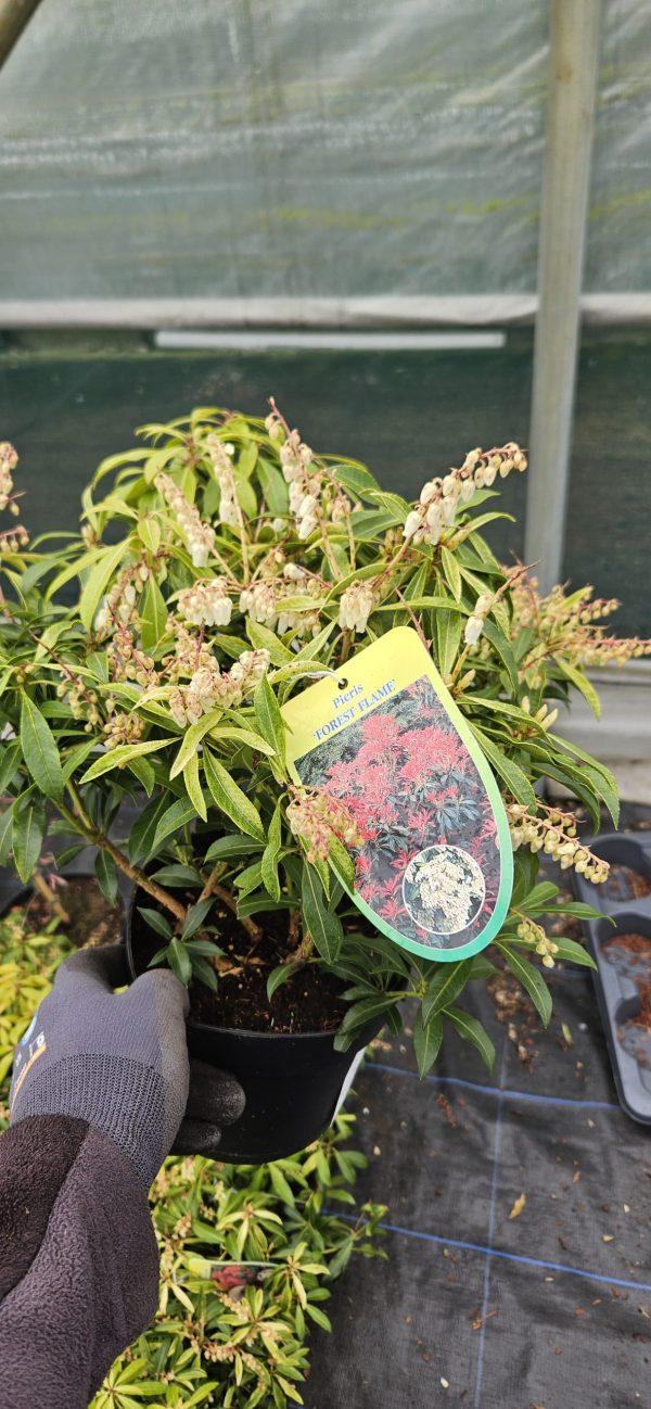 Pieris 'Forest Flame'4 Pieris 'Forest Flame'