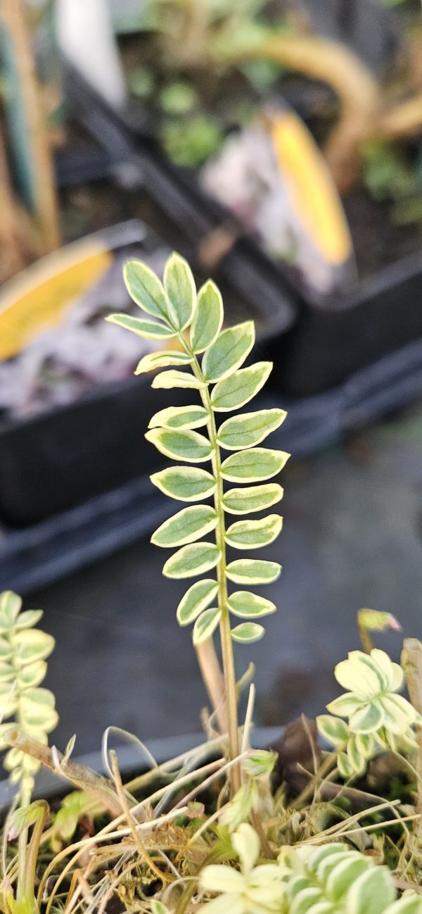 Polemonium caeruleum 'Brise d'anjou' Polemonium caeruleum 'Brise d'anjou'