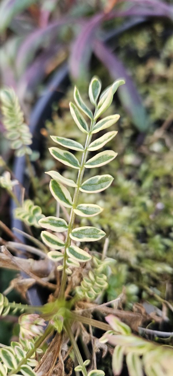 Polemonium caeruleum 'Brise d'anjou'2 Polemonium caeruleum 'Brise d'anjou'