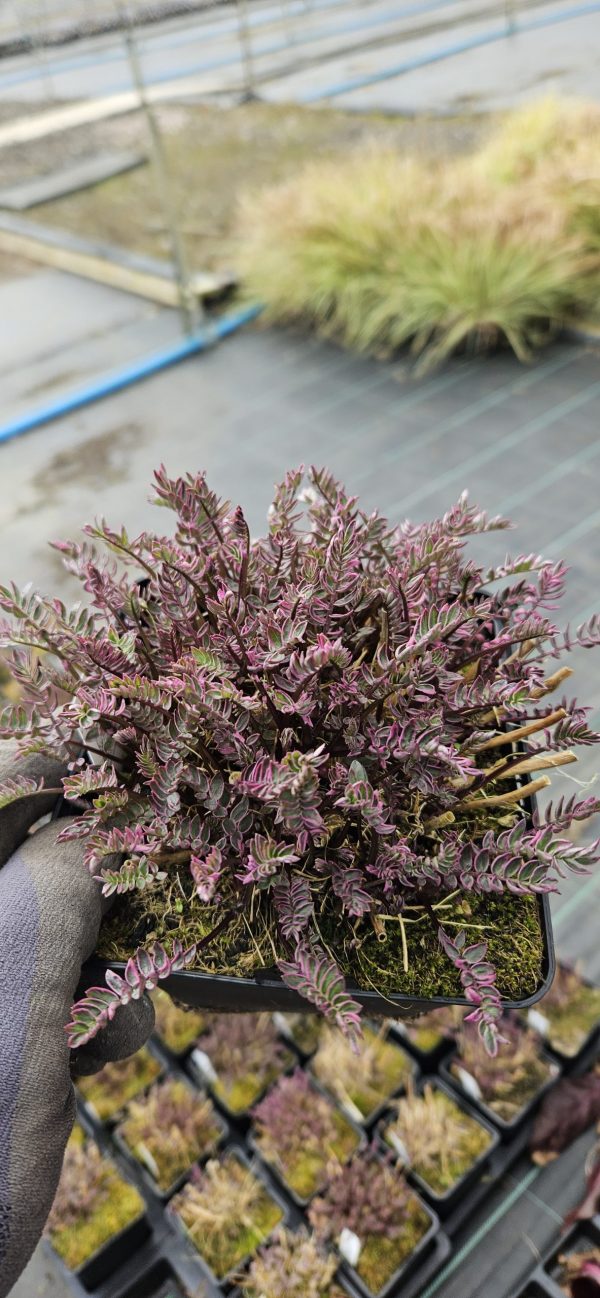 Polemonium yezoense 'Kaleidoscope' Polemonium yezoense 'Kaleidoscope'