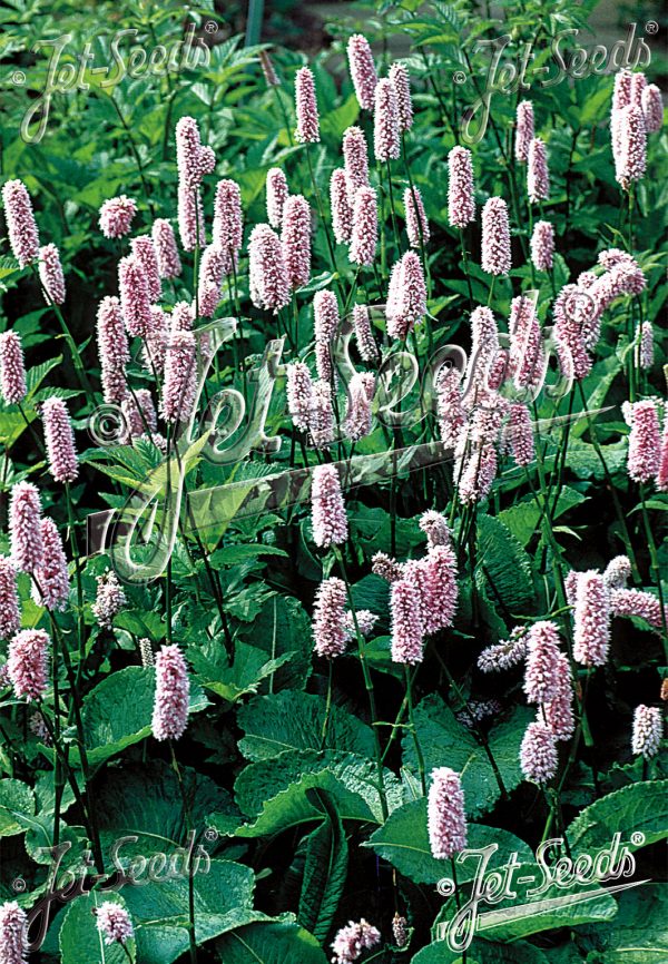 Polygonum bistorta Polygonum bistorta