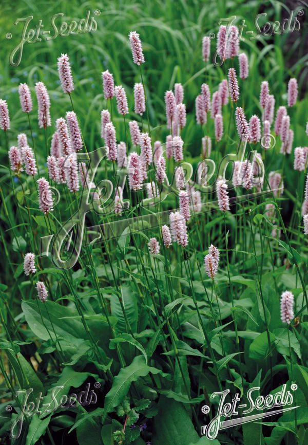 Polygonum bistorta2 Polygonum bistorta