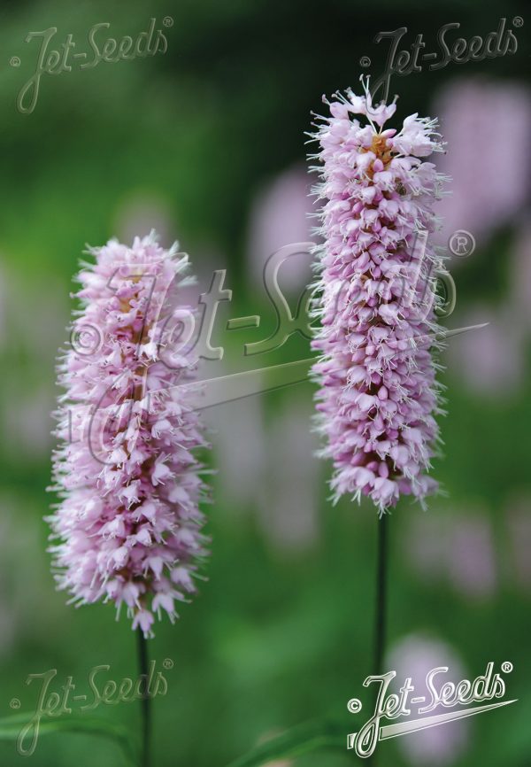 Polygonum bistorta3 Polygonum bistorta