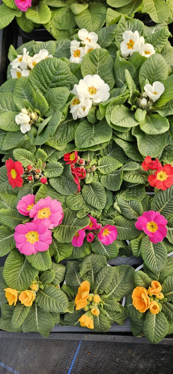 Primula 'Ambie Mix'