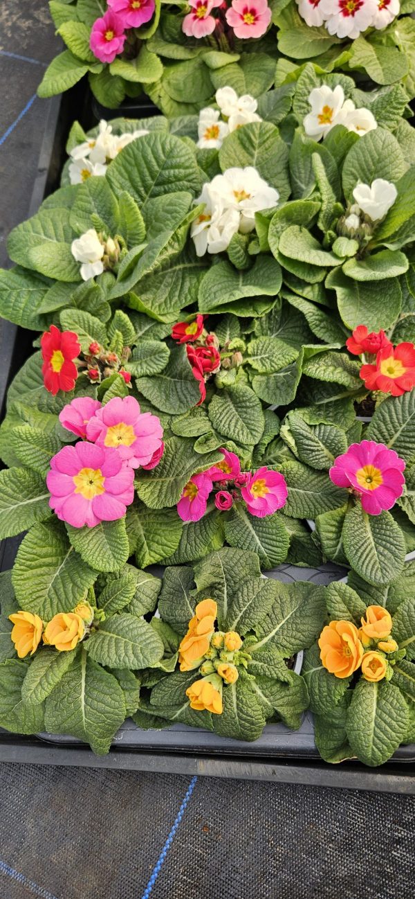 Primula 'Ambie Mix'
