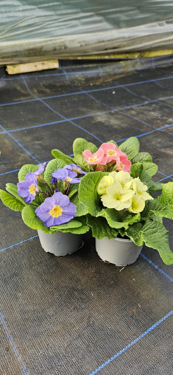 Primula 'Candy Mix'