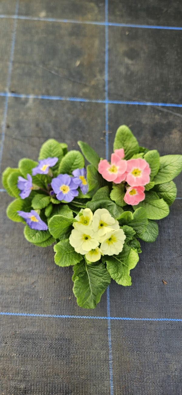 Primula 'Candy Mix'