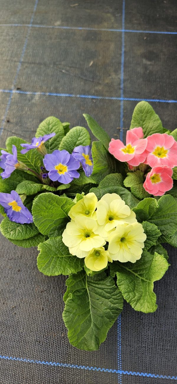 Primula 'Candy Mix'