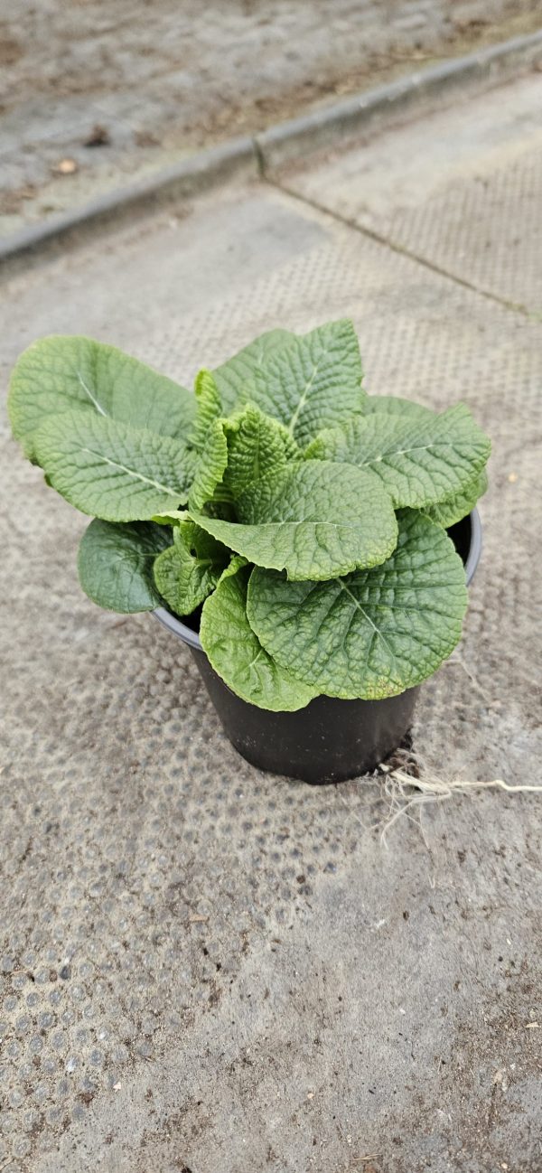 Primula 'Colibri Aztec Gold'