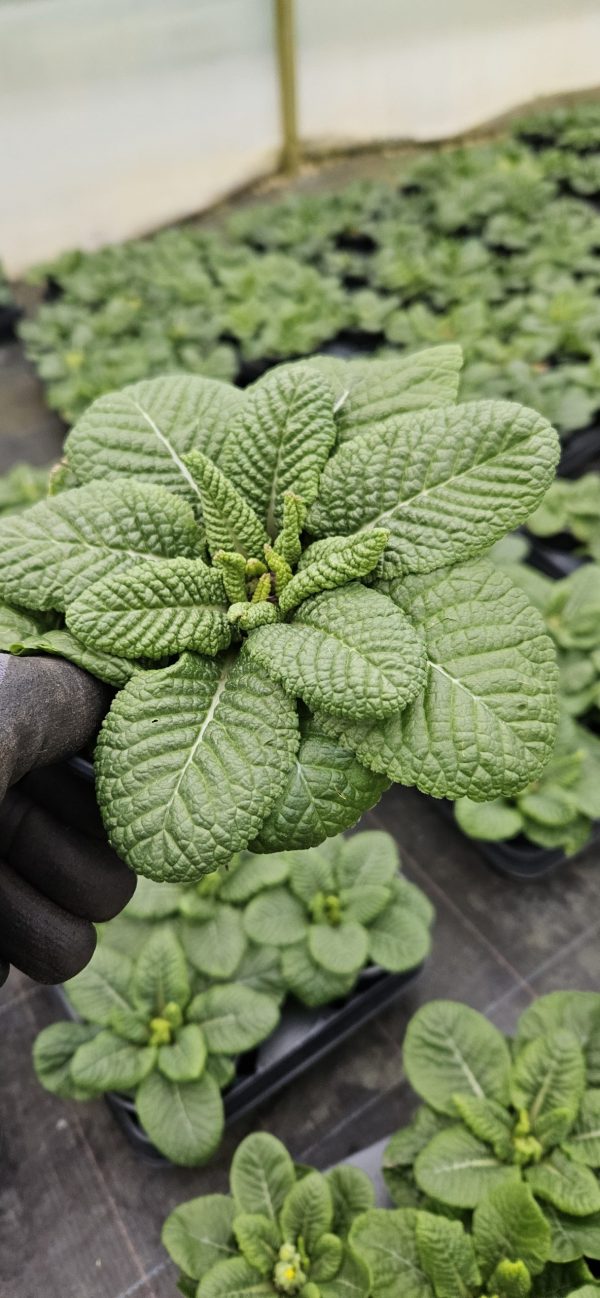 Primula 'Colibri Aztec Gold'