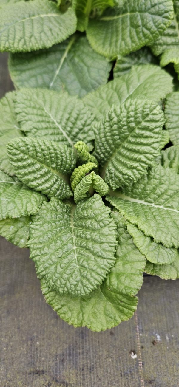 Primula 'Colibri Aztec Gold'