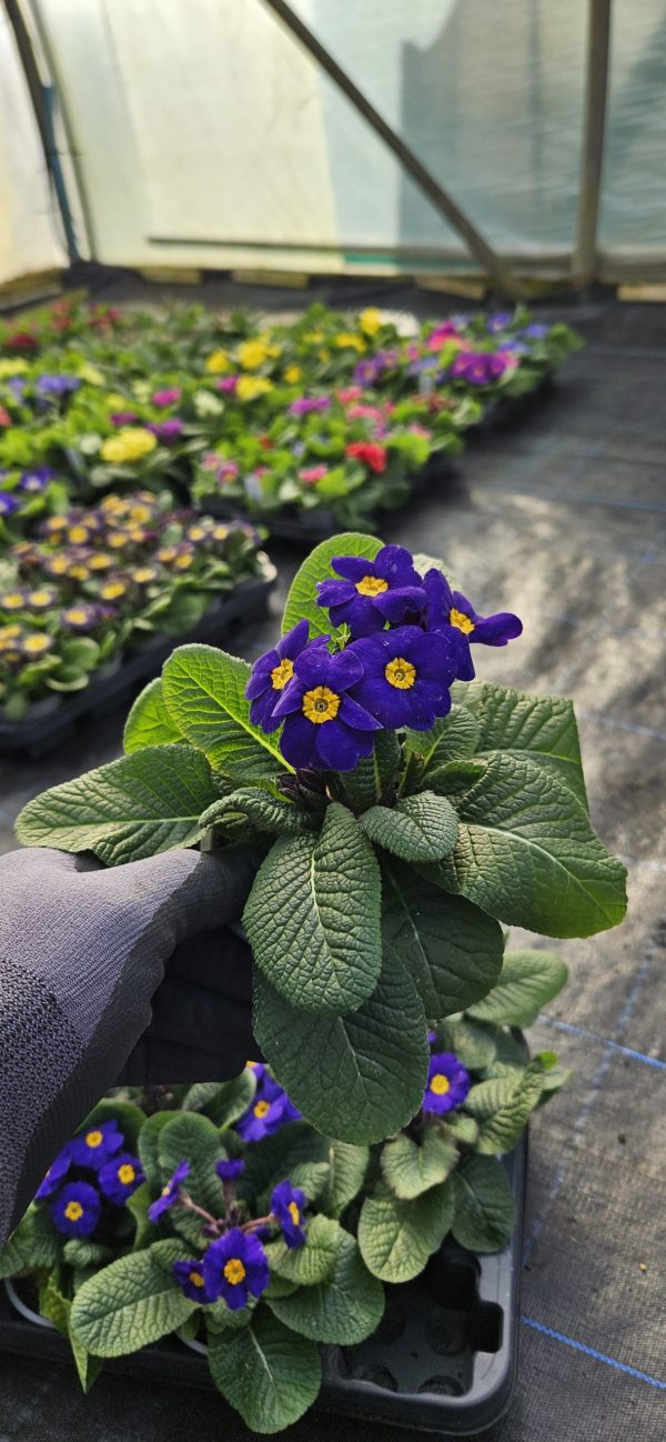 Primula 'Colibri Blue'