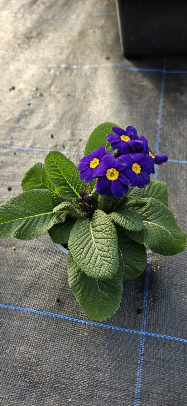 Primula 'Colibri Blue'