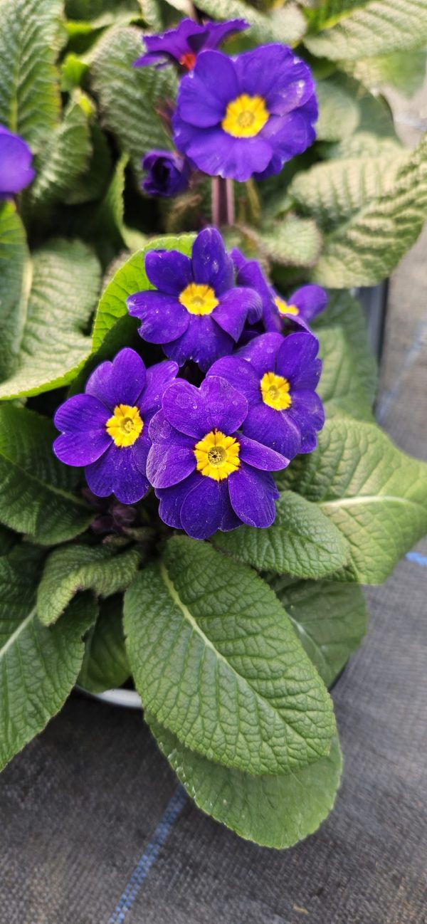 Primula 'Colibri Blue'