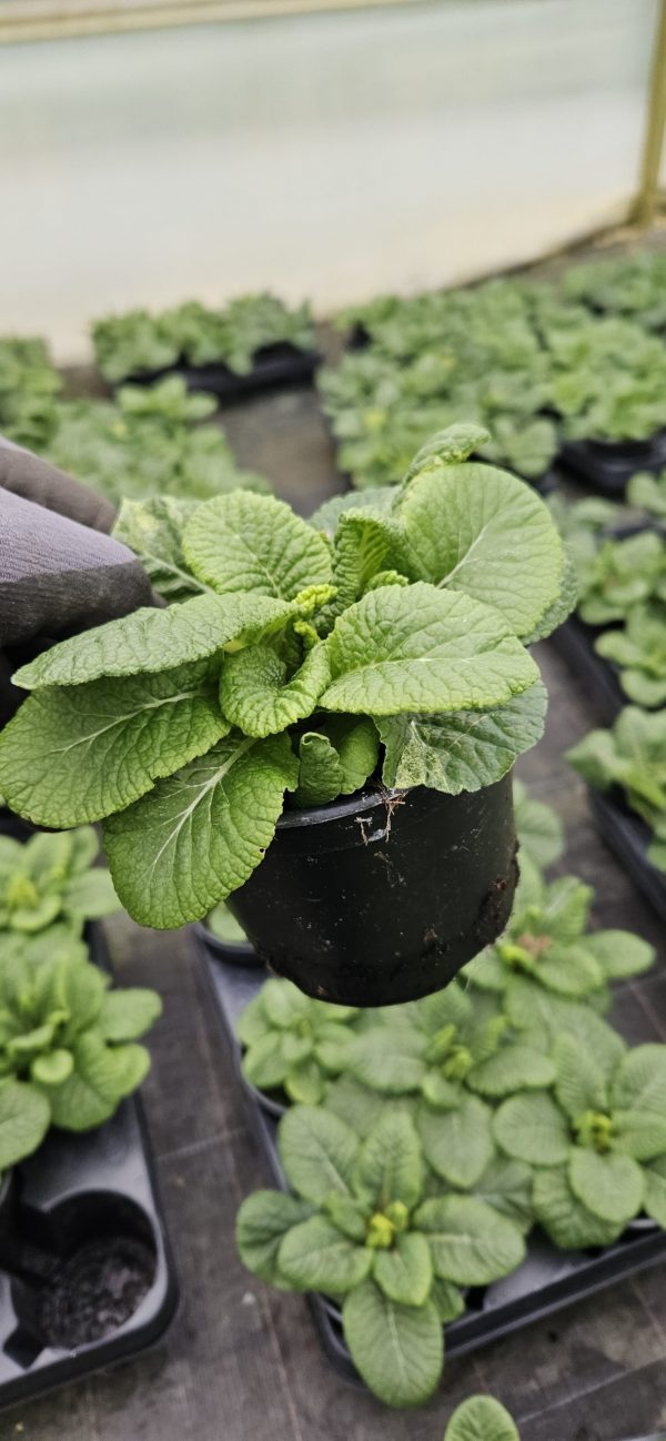 Primula 'Colibri Nectarine'
