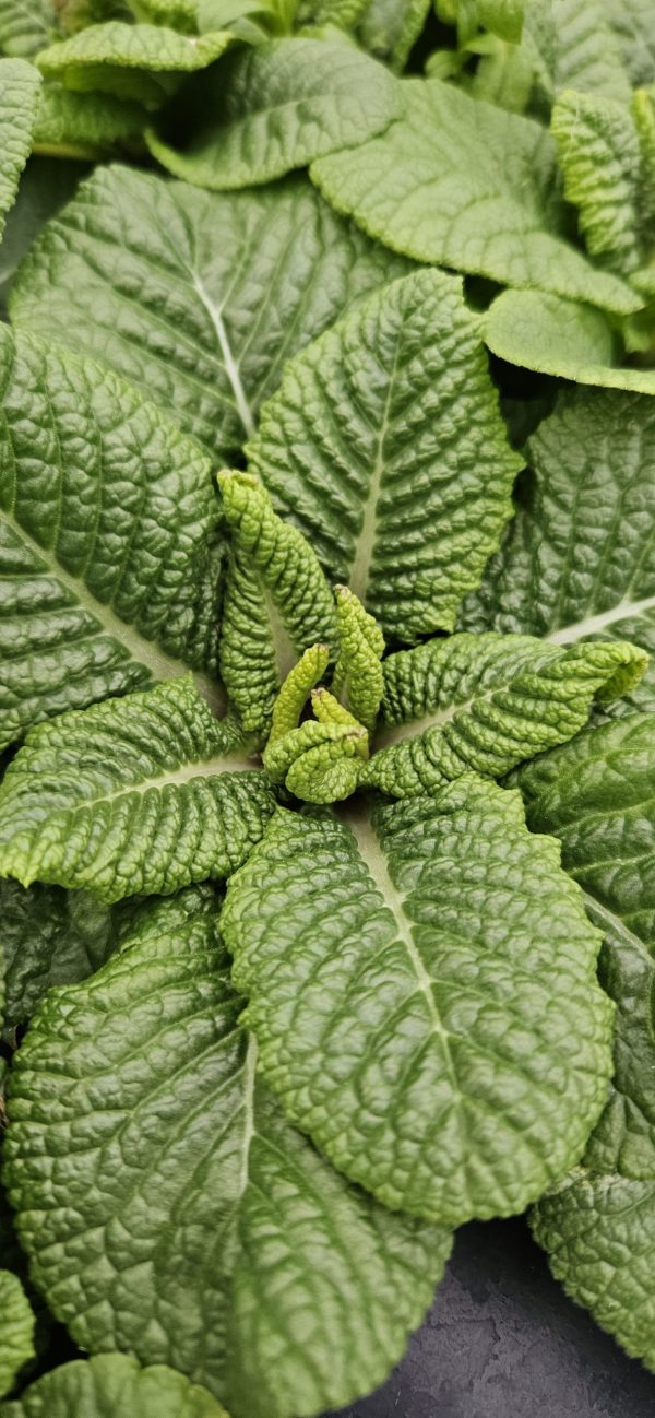 Primula 'Colibri Nectarine'