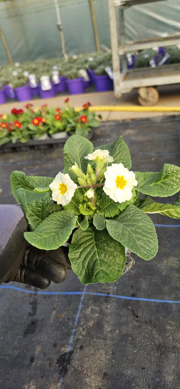 Primula 'Colibri White'