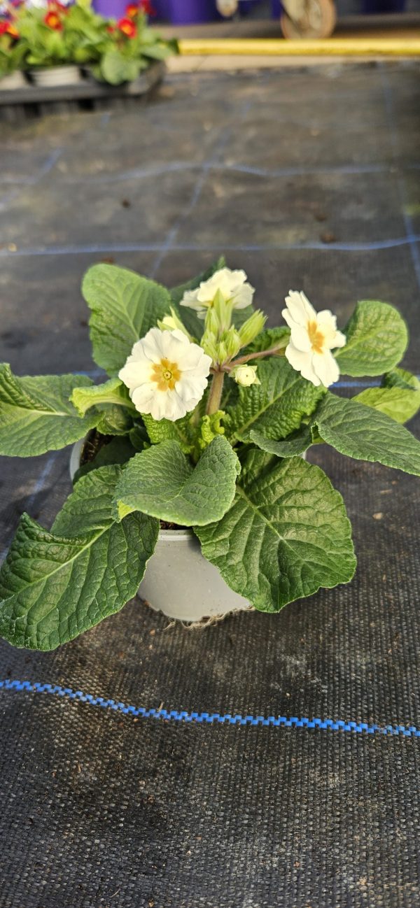 Primula 'Colibri White'