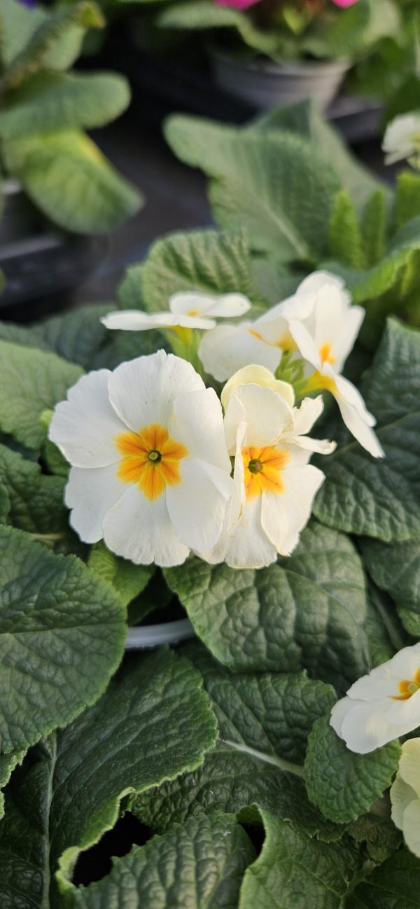 Primula 'Colibri White'