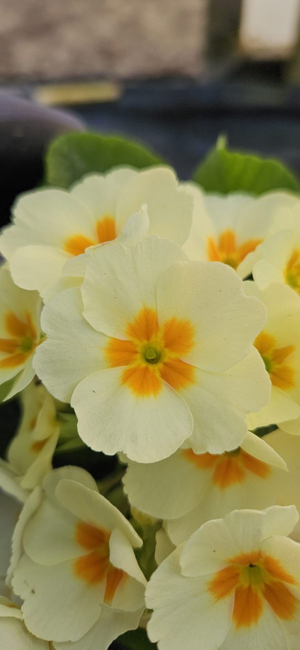 Primula 'Everlast'