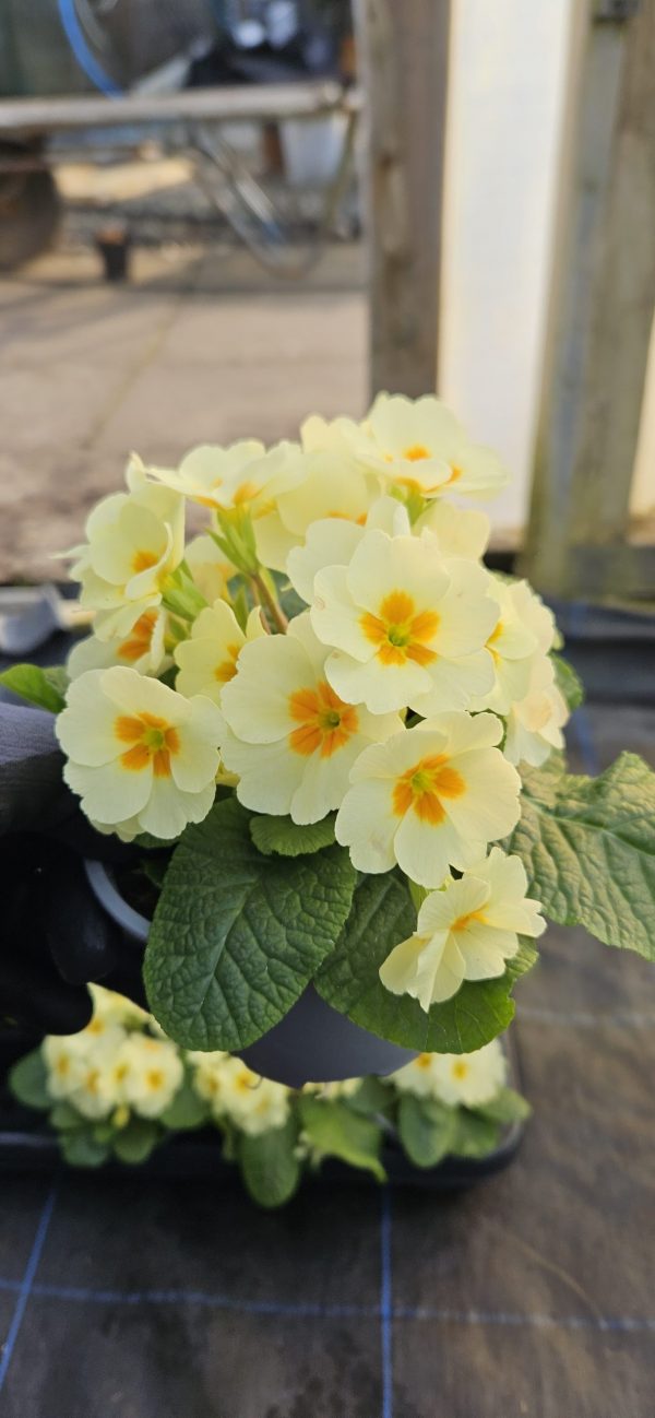 Primula 'Everlast'