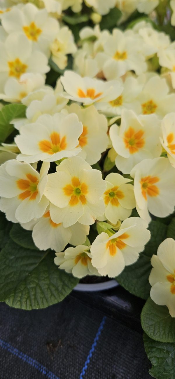 Primula 'Everlast'