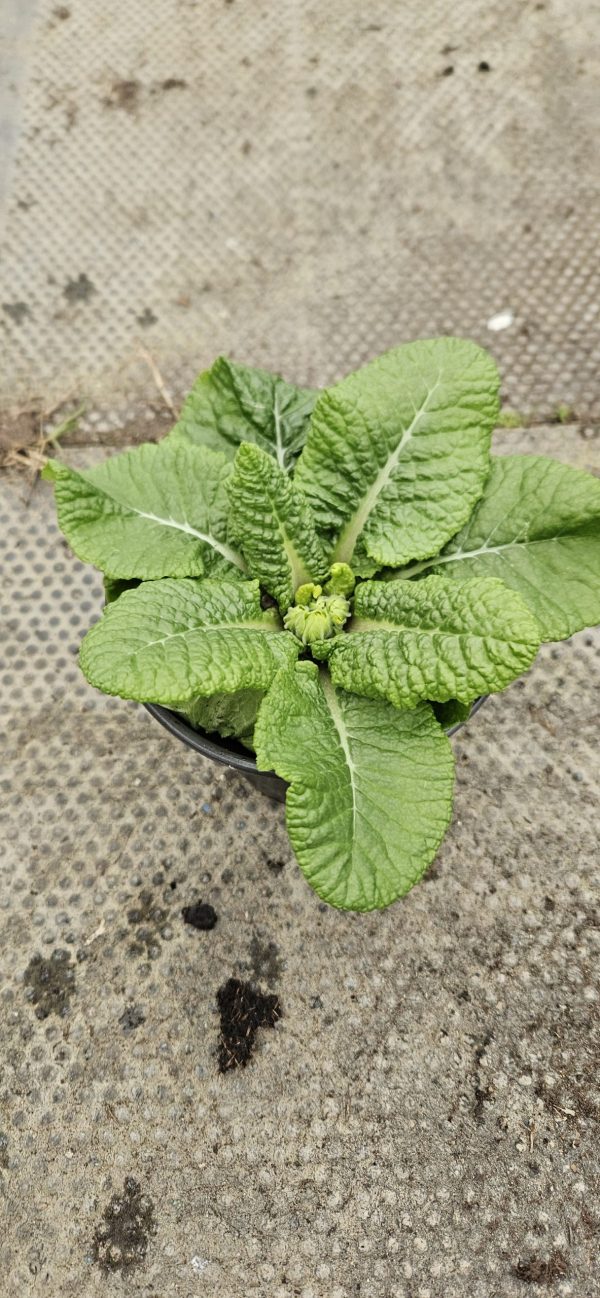 Primula 'Flamenco Fire'