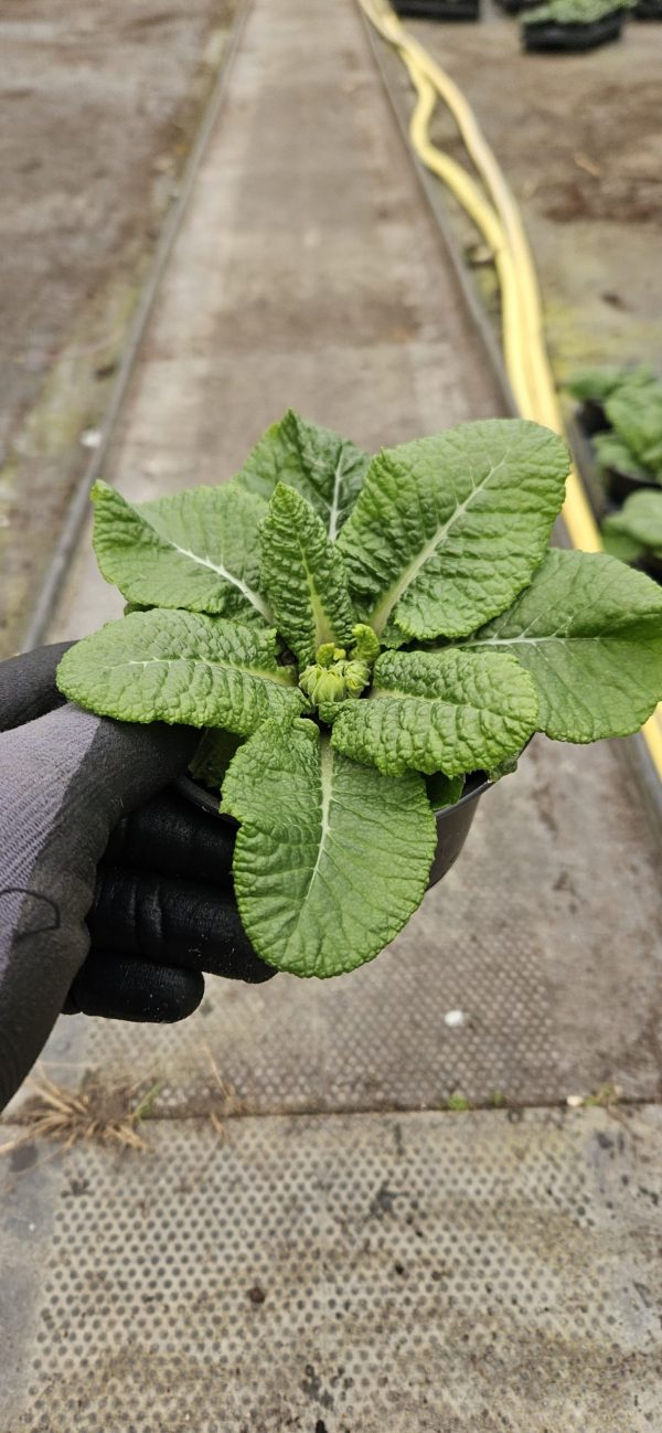 Primula 'Flamenco Fire'