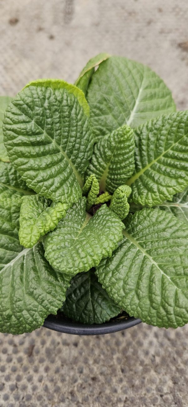 Primula 'Girls Delight Golden Shade'