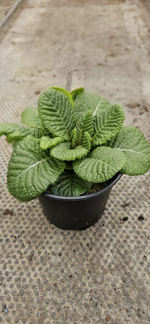 Primula 'Girls Delight Golden Shade'