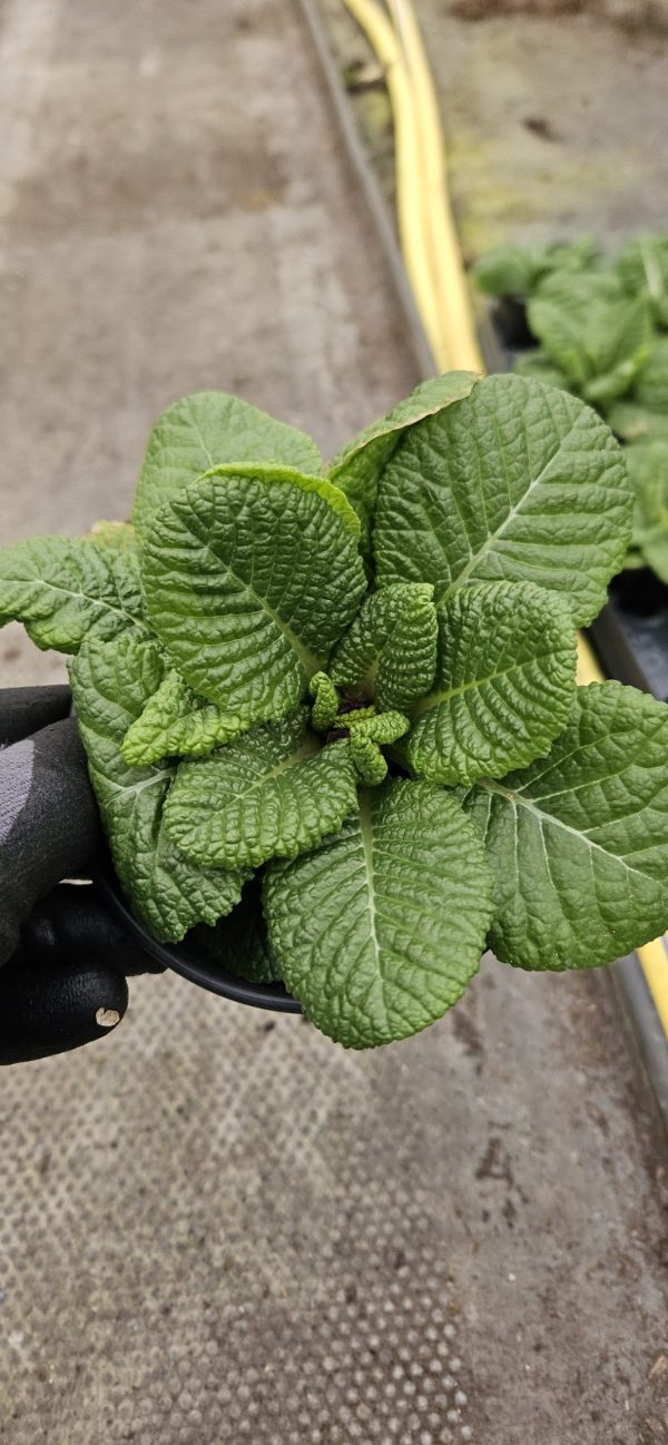 Primula 'Girls Delight Golden Shade'