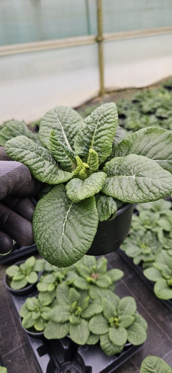 Primula 'Girls Delight Pink'