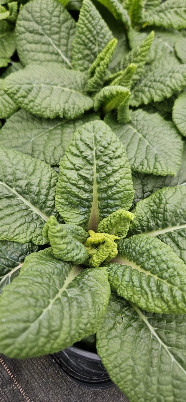 Primula 'Girls Delight Pink'