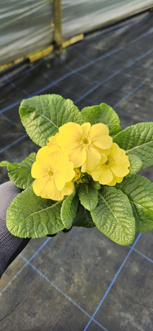 Primula 'Lemoncello'