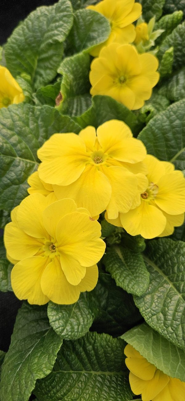 Primula 'Lemoncello'
