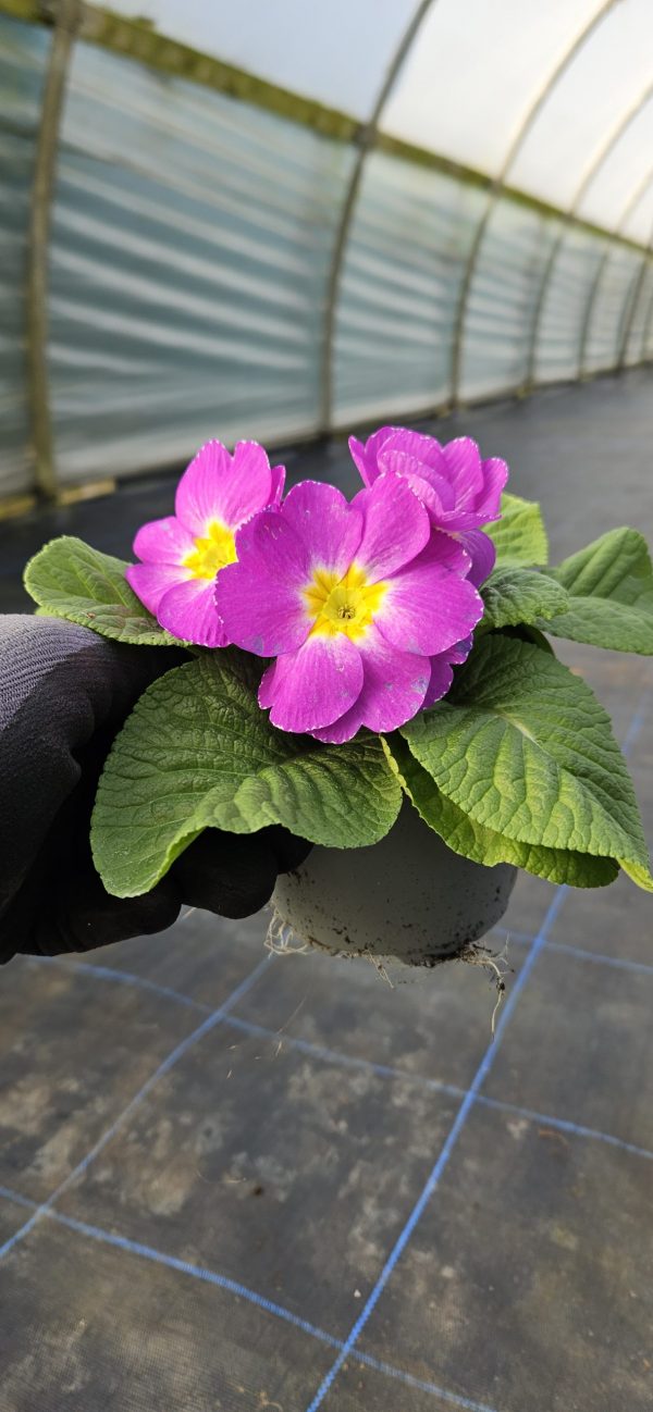 Primula 'Milkshake'