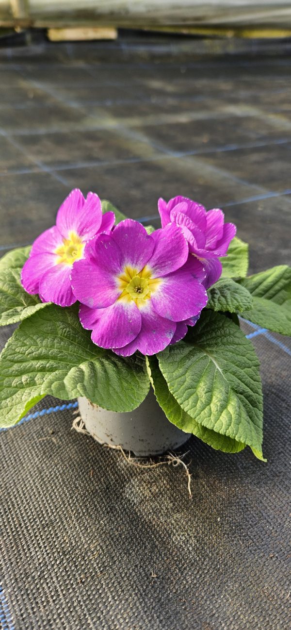 Primula 'Milkshake'