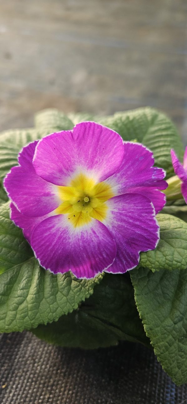 Primula 'Milkshake'