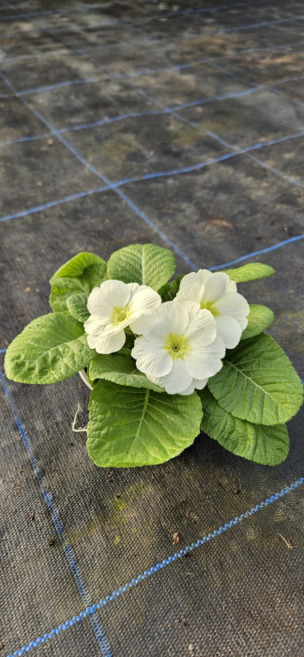 Primula 'Mojito'