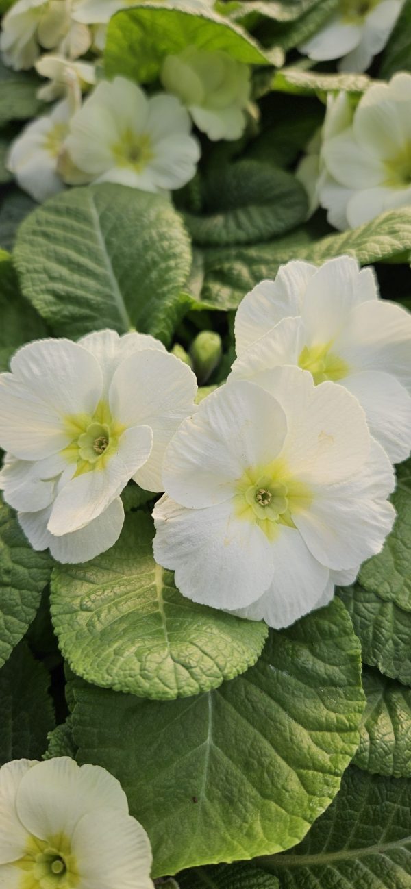 Primula 'Mojito'