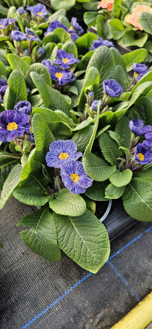 Primula 'Nautilus Blue Vein'