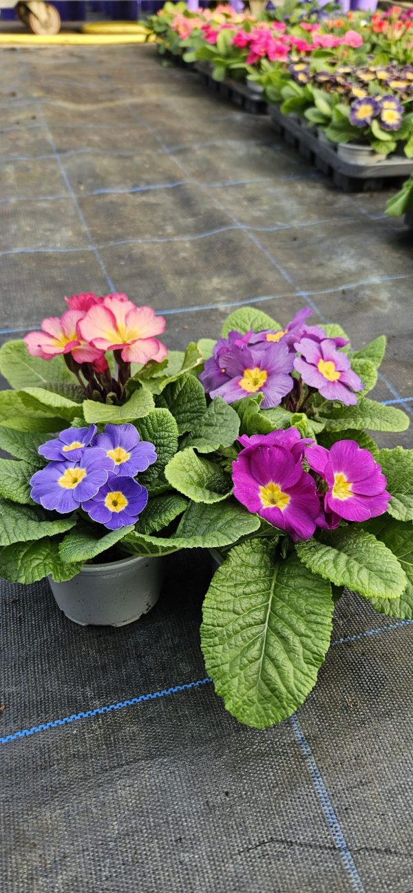Primula 'Provence'