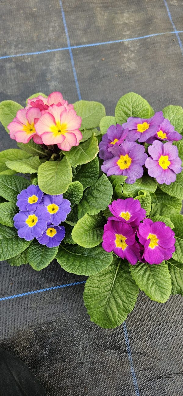 Primula 'Provence'